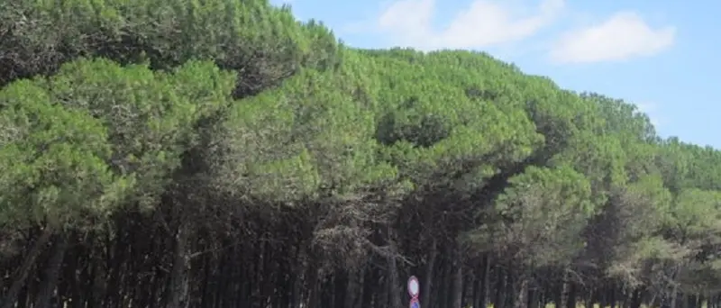 Ferragosto, divieto d'accesso alla pineta di Giovino