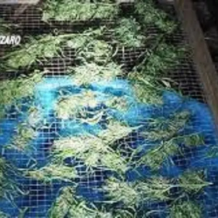 Detenzione e produzione illecita di stupefacenti, arrestato 52enne a Carlopoli