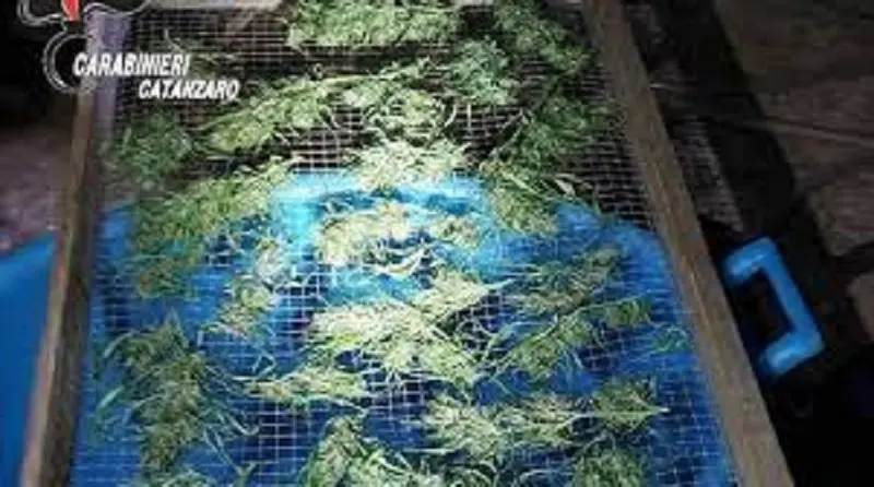 Detenzione e produzione illecita di stupefacenti, arrestato 52enne a Carlopoli