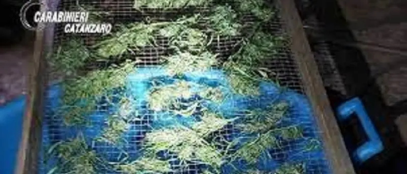 Detenzione e produzione illecita di stupefacenti, arrestato 52enne a Carlopoli