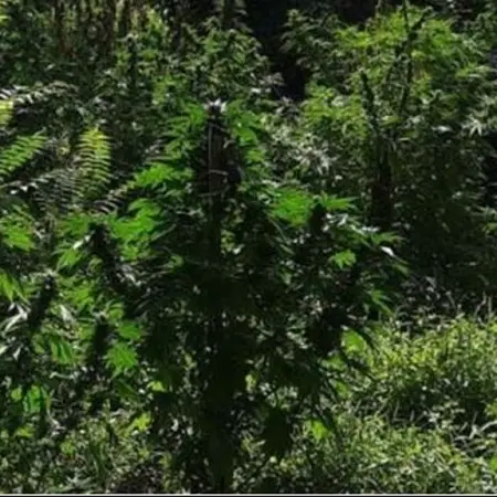 Scoperta piantagione di marjuana a Platania, due arresti