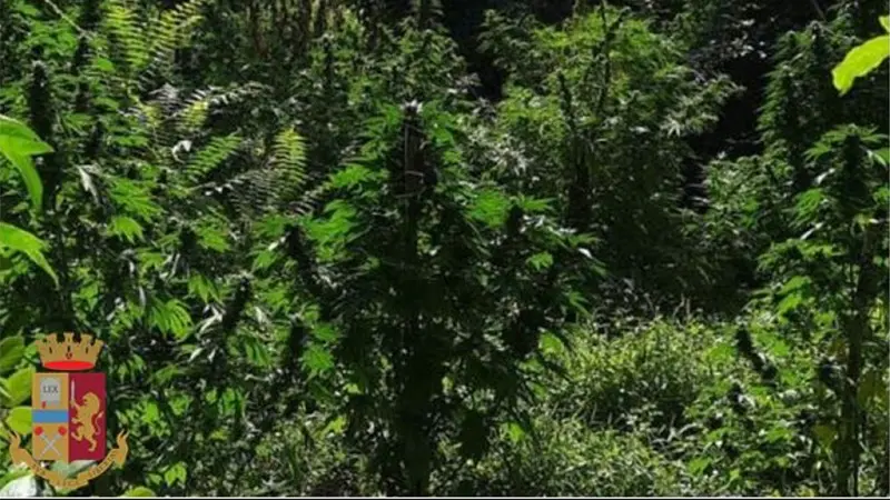 Scoperta piantagione di marjuana a Platania, due arresti