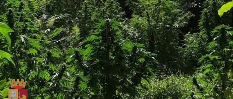 Scoperta piantagione di marjuana a Platania, due arresti