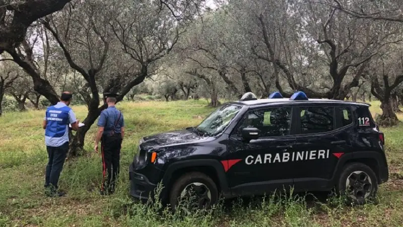 Girifalco, sospesa attività azienda conserve sott'olio