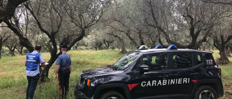 Girifalco, sospesa attività azienda conserve sott'olio