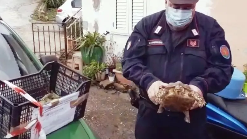 Abusi tra i boschi: denunce, sequestri e sanzioni - VIDEO