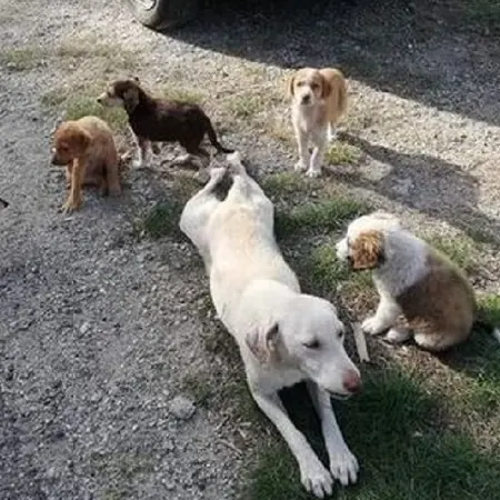 Gimigliano, avvelenati cagnolina e cinque cuccioli