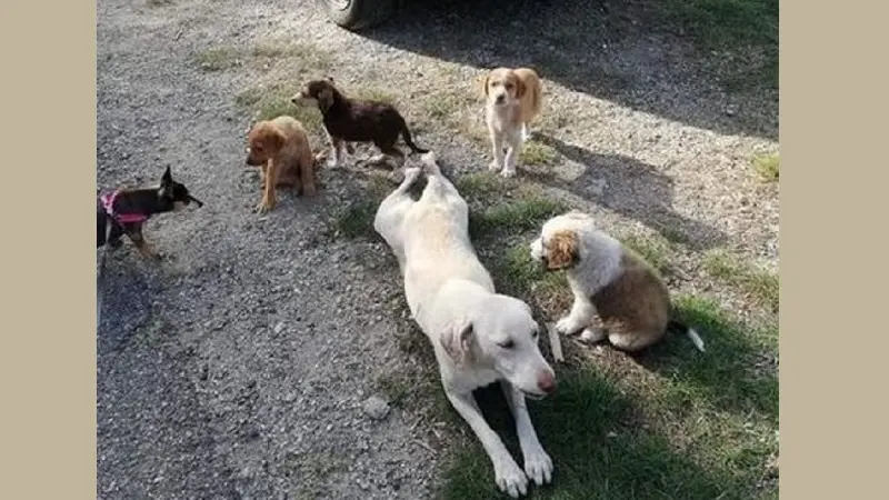 Gimigliano, avvelenati cagnolina e cinque cuccioli
