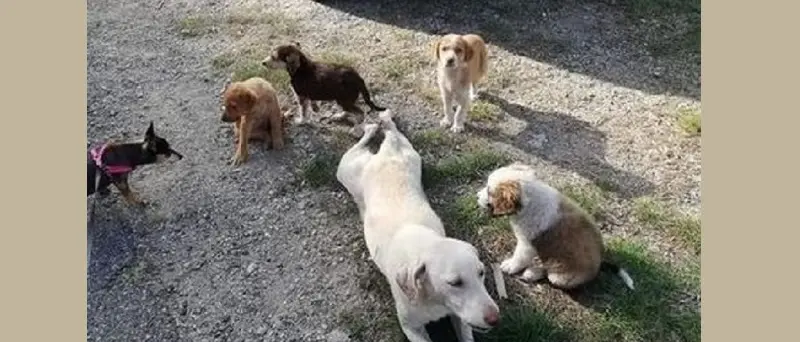 Gimigliano, avvelenati cagnolina e cinque cuccioli
