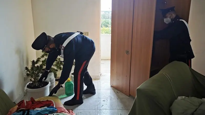Tra i muri di un fabbricato diroccato una piantagione di marijuana