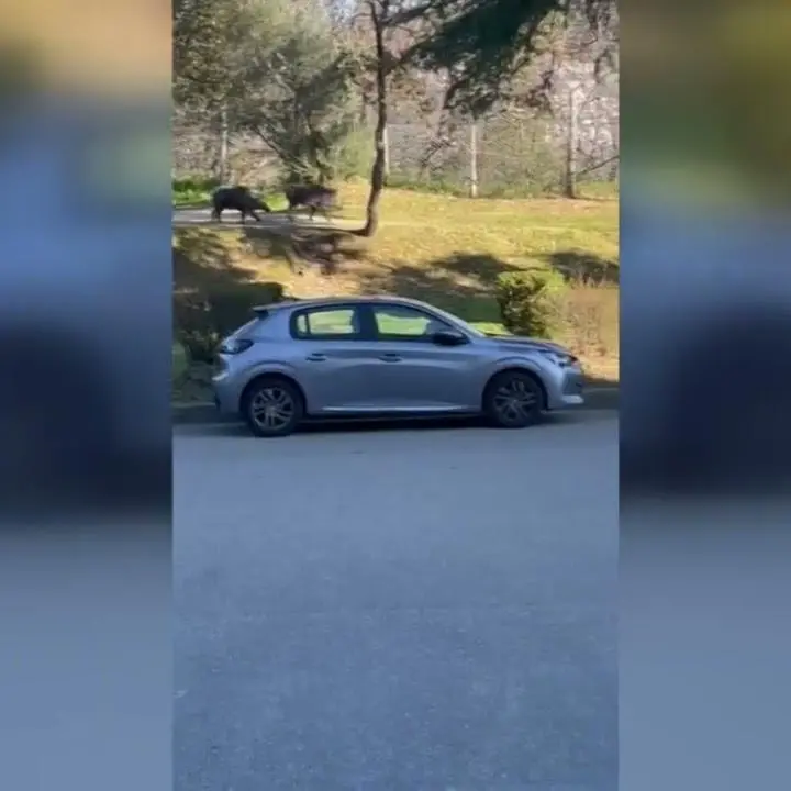 Cinghiali al pascolo davanti all'entrata del 'Ciaccio' - VIDEO