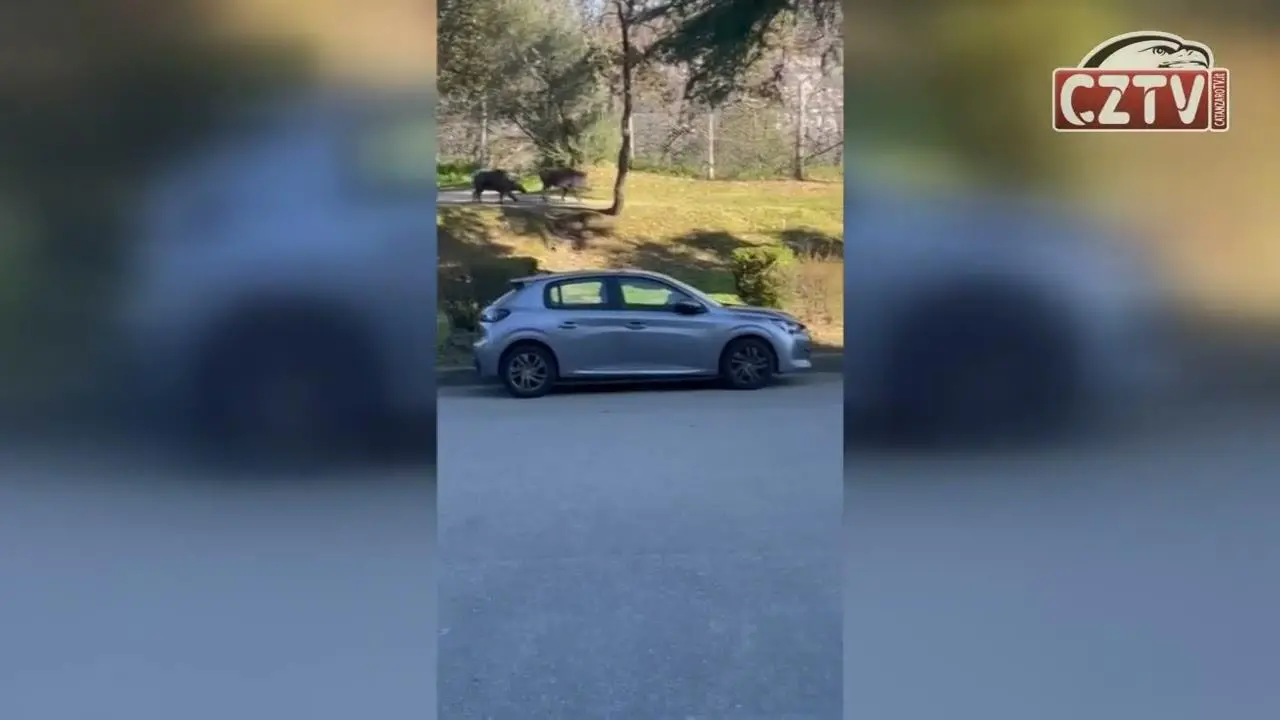 Cinghiali al pascolo davanti all'entrata del 'Ciaccio' - VIDEO