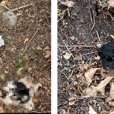 Cucciolata sotto un ponte in un sacco: sopravvive solo 'Salvo'