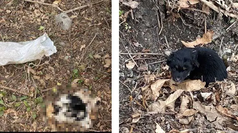 Cucciolata sotto un ponte in un sacco: sopravvive solo 'Salvo'