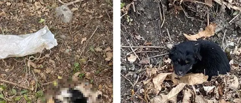 Cucciolata sotto un ponte in un sacco: sopravvive solo 'Salvo'