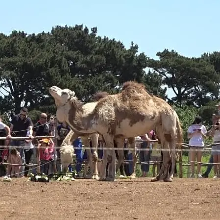 S. Pietro a Maida, inaugurato uno zoo molto particolare