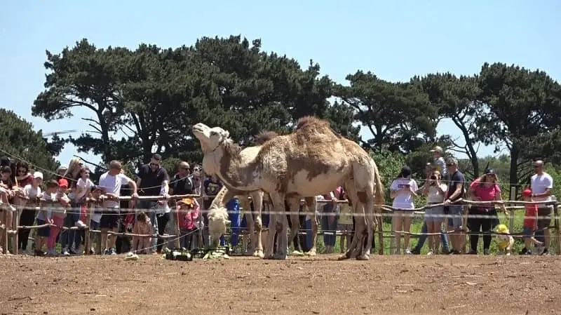 S. Pietro a Maida, inaugurato uno zoo molto particolare