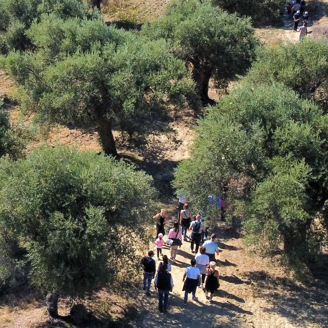 “Coltiviamo la pace”, torna anche quest’anno la Camminata tra gli olivi: l’iniziativa a Corigliano Rossano\n
