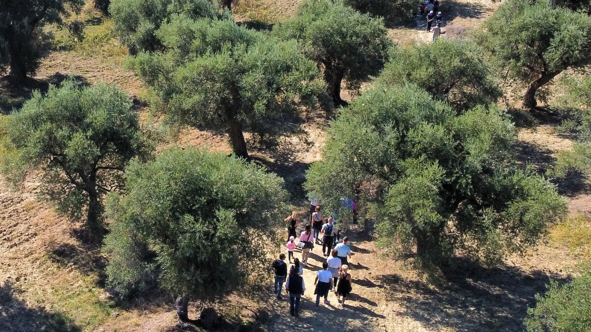 “Coltiviamo la pace”, torna anche quest’anno la Camminata tra gli olivi: l’iniziativa a Corigliano Rossano\n