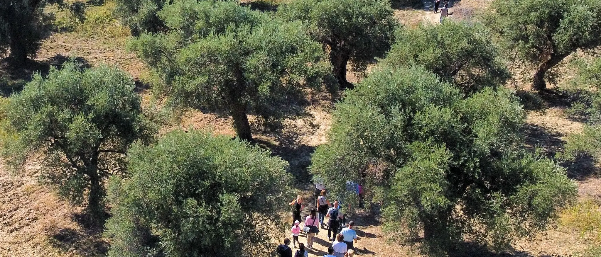 “Coltiviamo la pace”, torna anche quest’anno la Camminata tra gli olivi: l’iniziativa a Corigliano Rossano\n