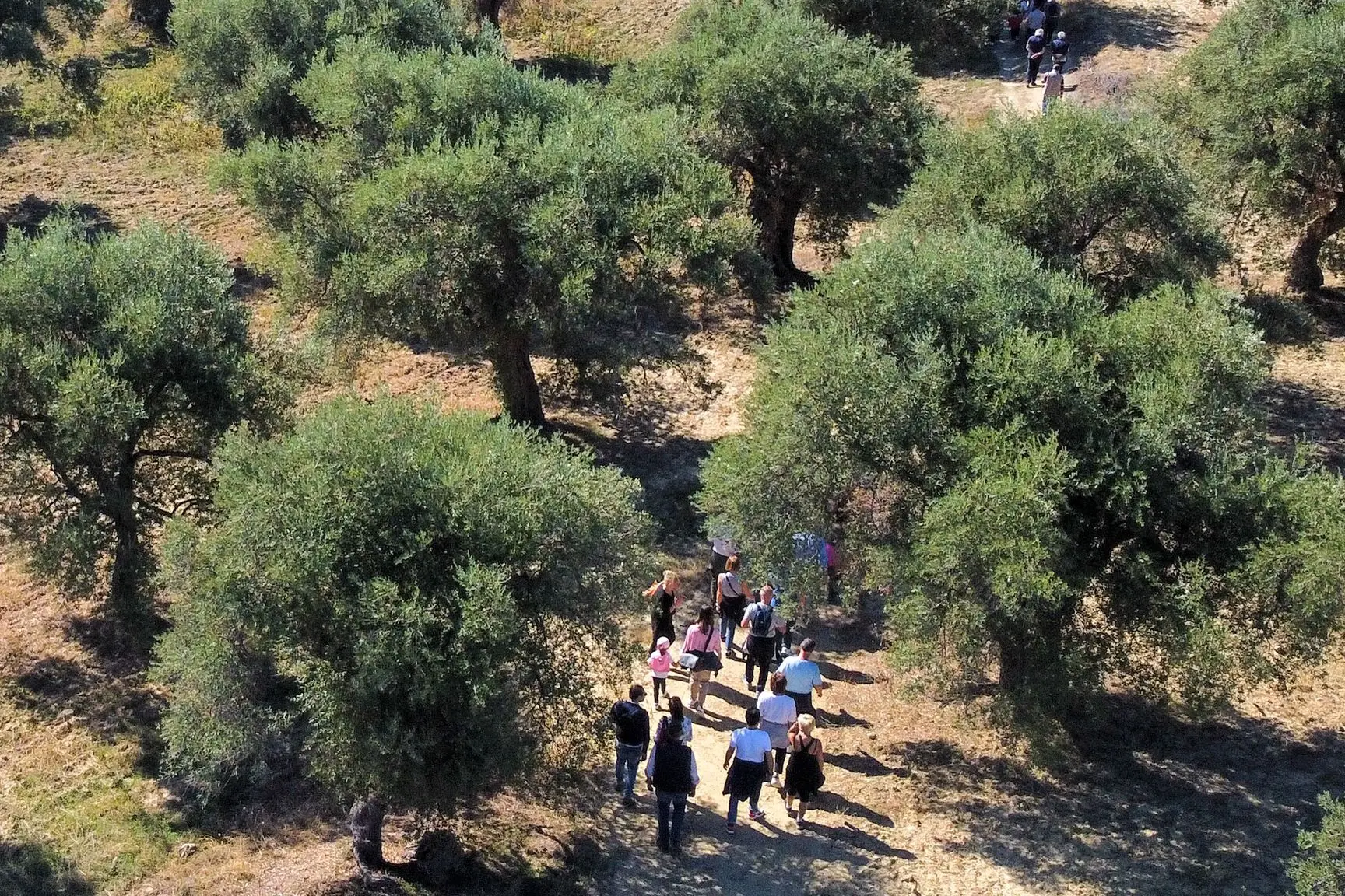 “Coltiviamo la pace”, torna anche quest’anno la Camminata tra gli olivi: l’iniziativa a Corigliano Rossano\n