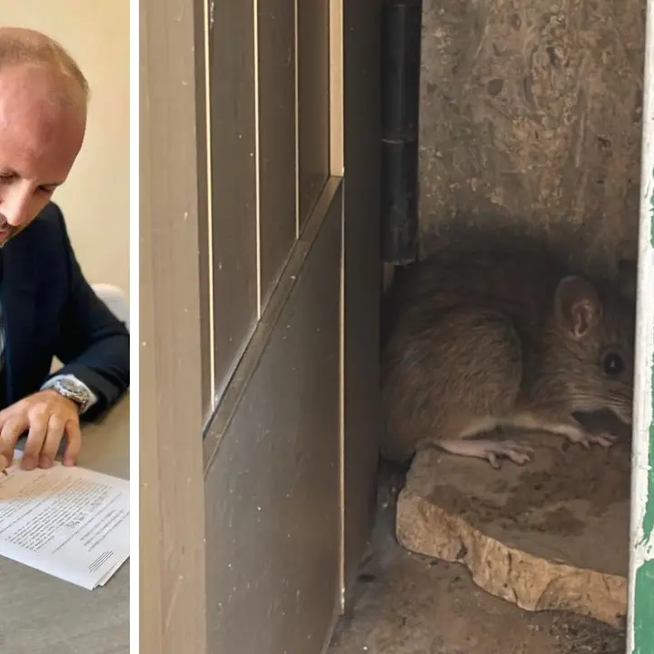 Vibo Marina, scuole chiuse per… topi. Schiavello (Fdi) chiede un Consiglio straordinario: «Basta, situazione insostenibile»\n