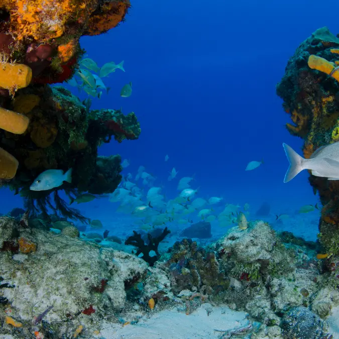 Nello Stretto di Messina sensori per\u00A0ascoltare la “voce” del mare e misurare l’impatto dell’uomo\u00A0sugli ecosistemi marini