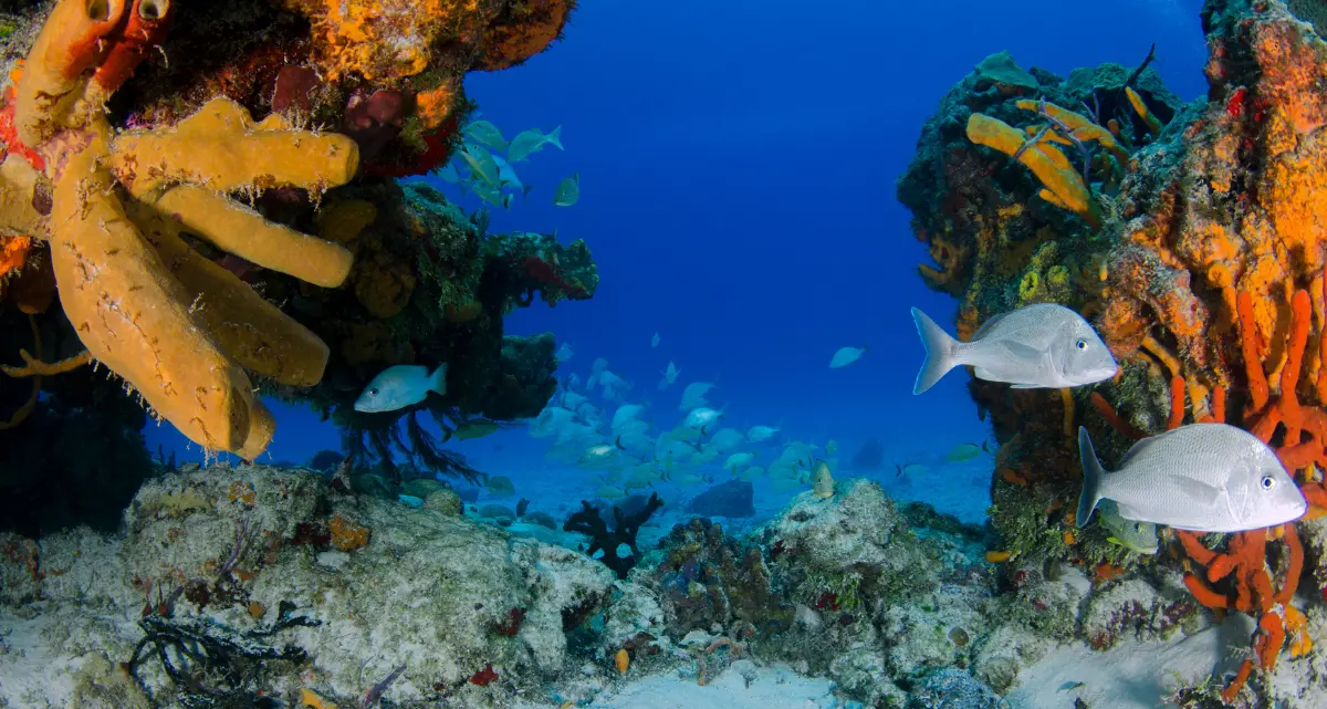 Nello Stretto di Messina sensori per\u00A0ascoltare la “voce” del mare e misurare l’impatto dell’uomo\u00A0sugli ecosistemi marini