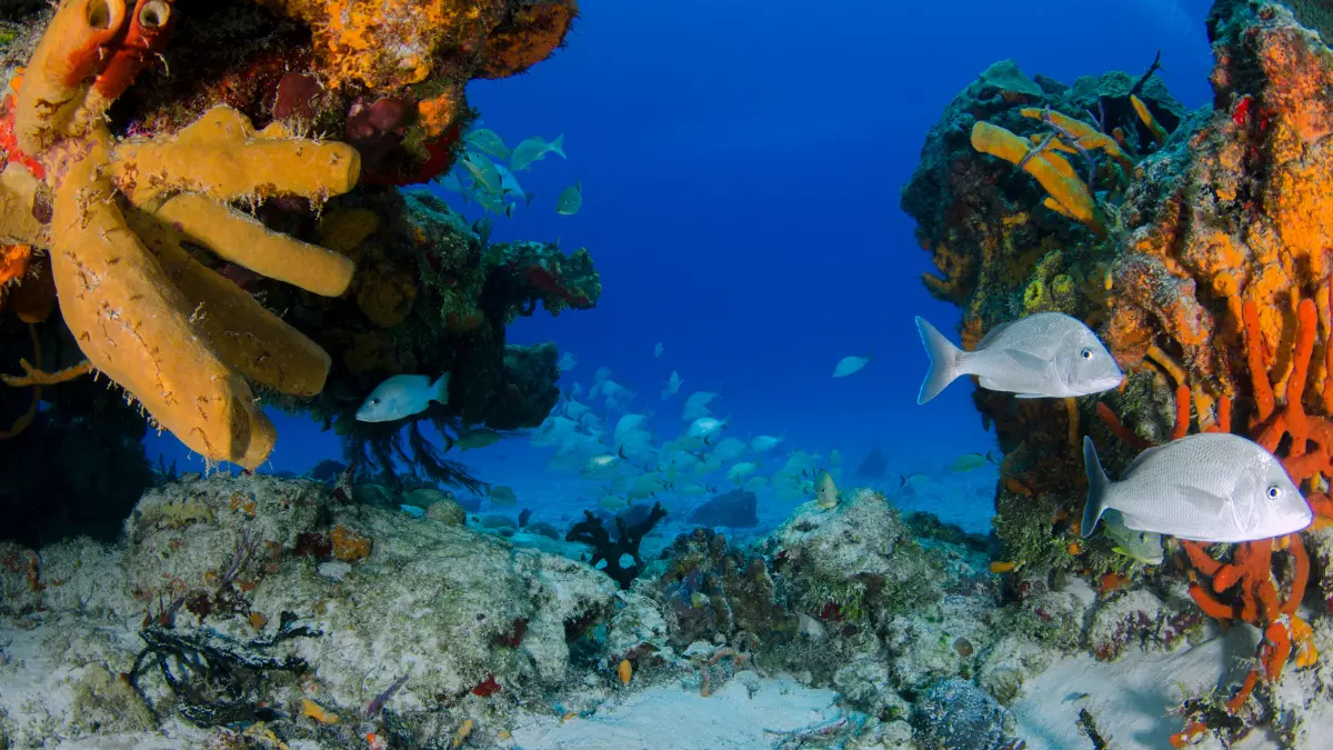 Nello Stretto di Messina sensori per\u00A0ascoltare la “voce” del mare e misurare l’impatto dell’uomo\u00A0sugli ecosistemi marini