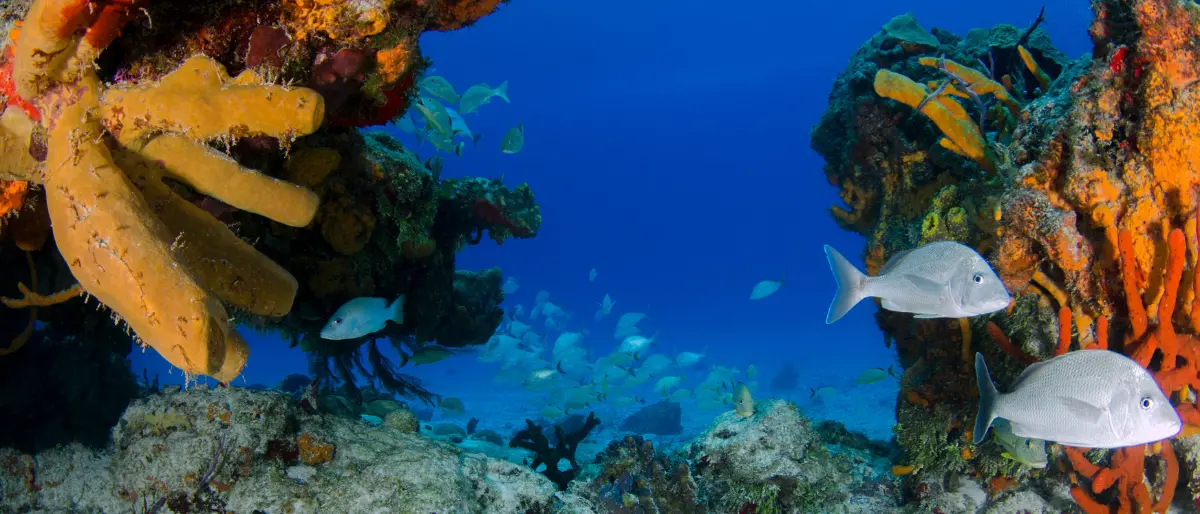 Nello Stretto di Messina sensori per\u00A0ascoltare la “voce” del mare e misurare l’impatto dell’uomo\u00A0sugli ecosistemi marini