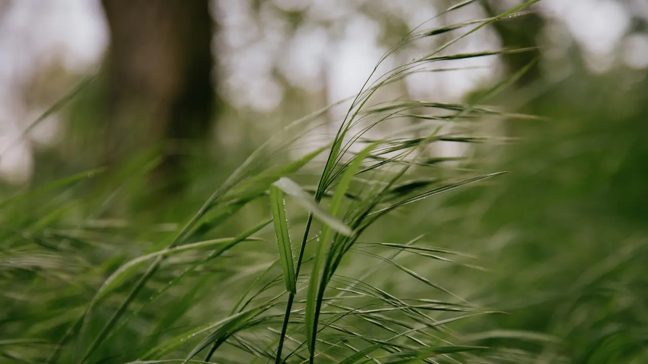 <p>Maltempo, Calabria osservata speciale per i venti: l’allerta della Protezione Civile</p>