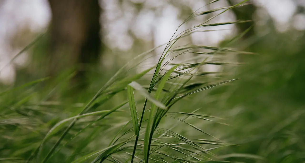 <p>Maltempo, Calabria osservata speciale per i venti: l’allerta della Protezione Civile</p>