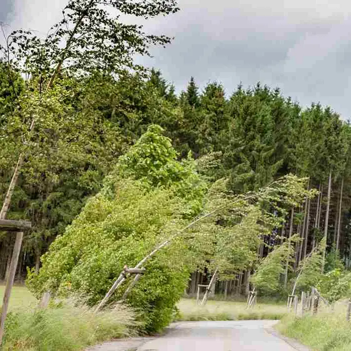 Maltempo, il vento soffia forte: a Lattarico sfiorati i 110 km/h, disagi a Mormanno