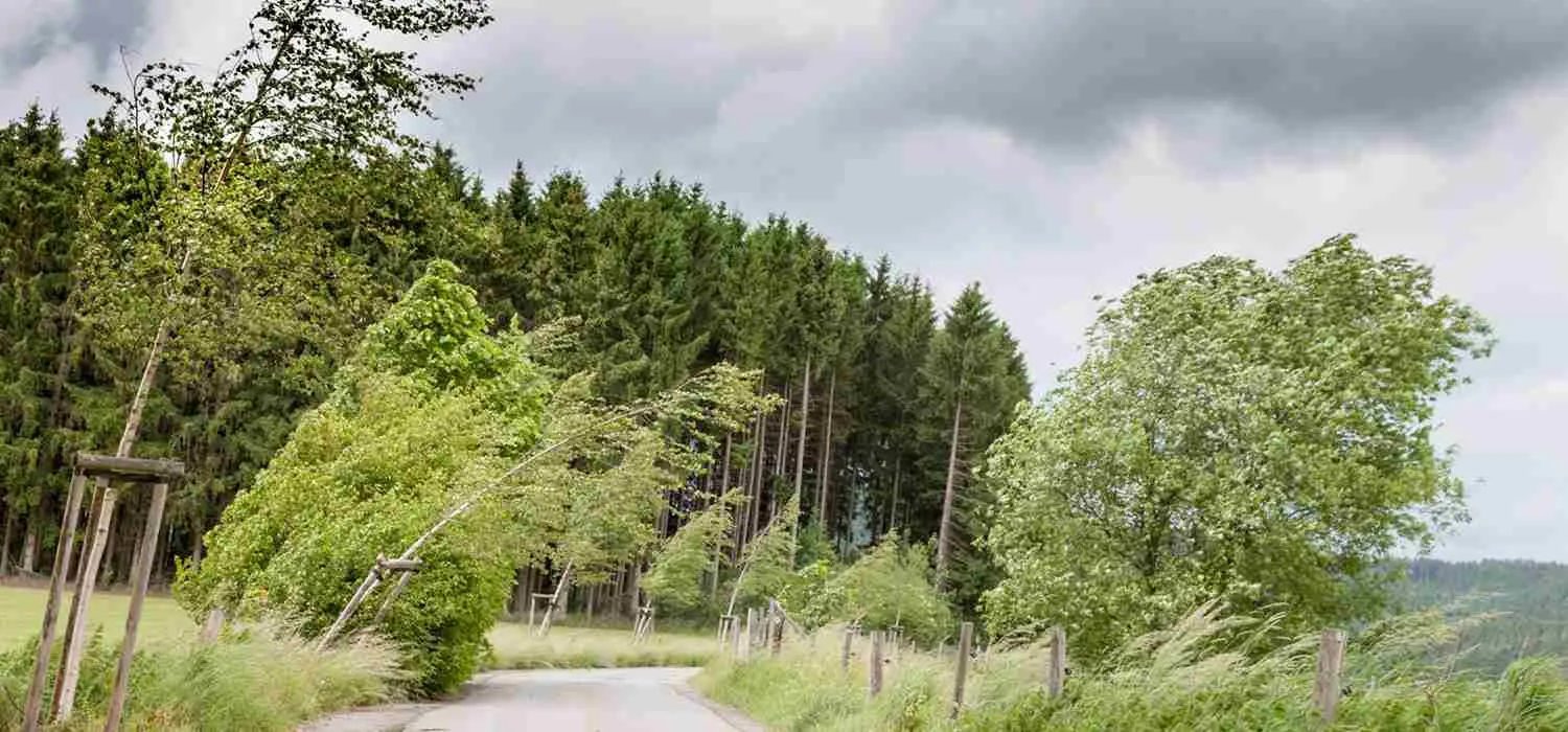 Maltempo, il vento soffia forte: a Lattarico sfiorati i 110 km/h, disagi a Mormanno