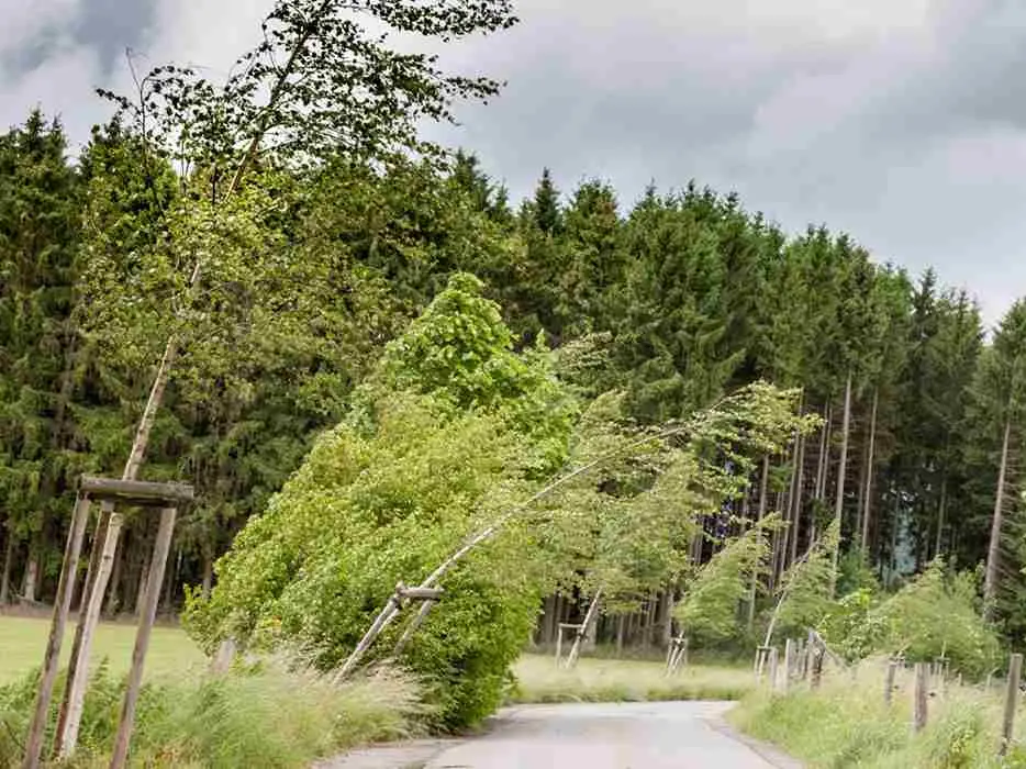 Maltempo, il vento soffia forte: a Lattarico sfiorati i 110 km/h, disagi a Mormanno