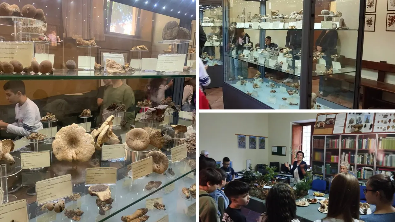 Acri, il Gruppo Micologico “Sila Greca” celebra 30 anni con un convegno regionale e\u00A0nazionale\n