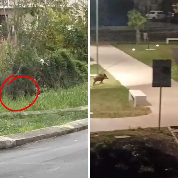 A Vibo\u00A0i cinghiali vanno a... scuola, è allarme tra i genitori degli alunni del quartiere Feudotto: «Un pericolo reale»\u00A0\n