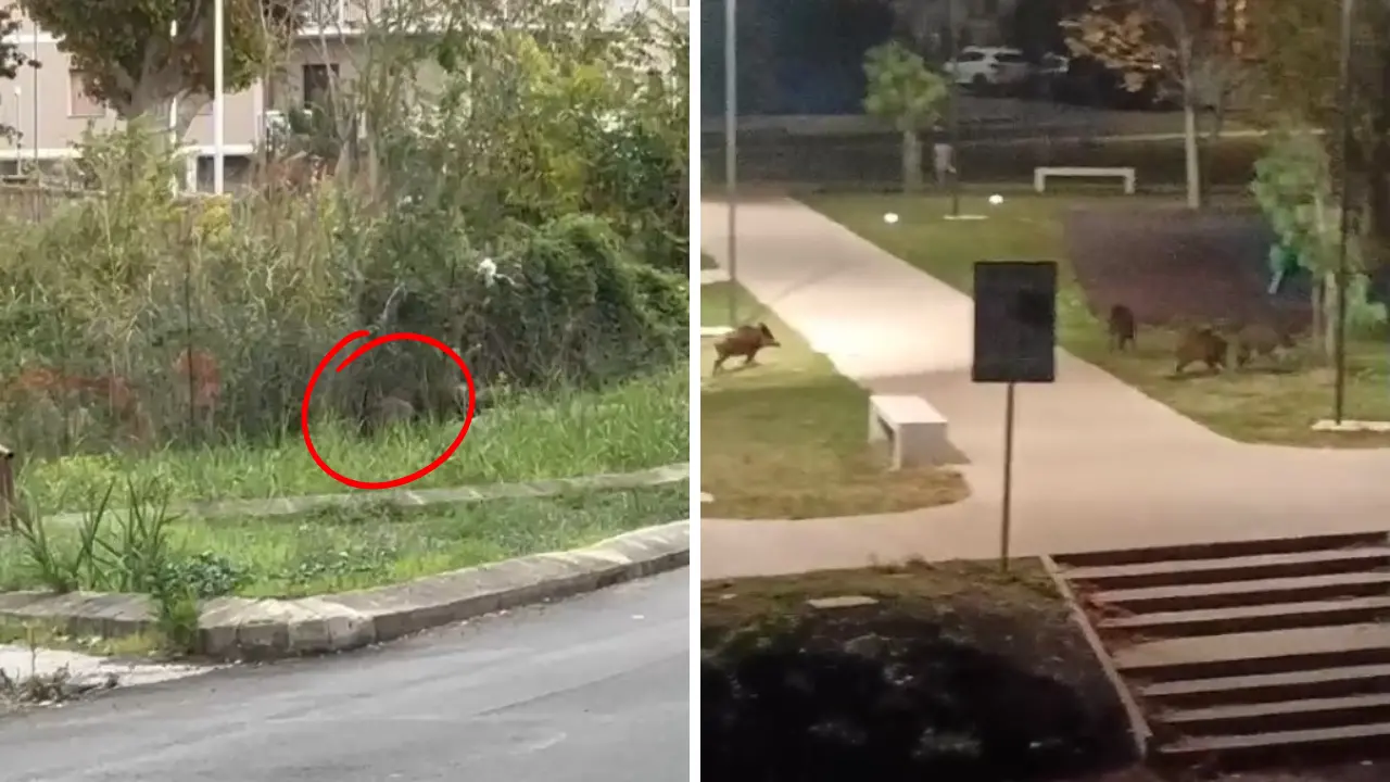 A Vibo\u00A0i cinghiali vanno a... scuola, è allarme tra i genitori degli alunni del quartiere Feudotto: «Un pericolo reale»\u00A0\n