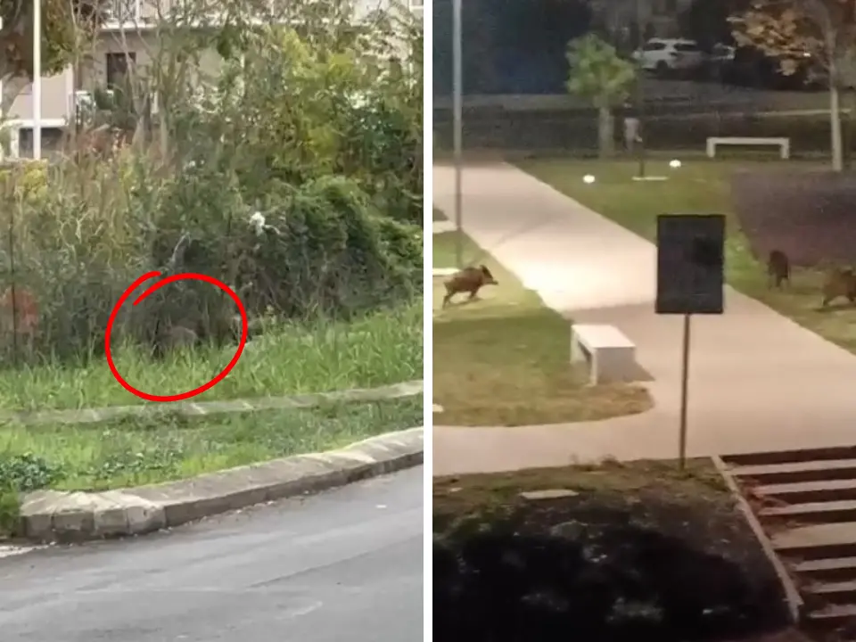 A Vibo i cinghiali vanno a... scuola, è allarme tra i genitori degli alunni del quartiere Feudotto: «Un pericolo reale»