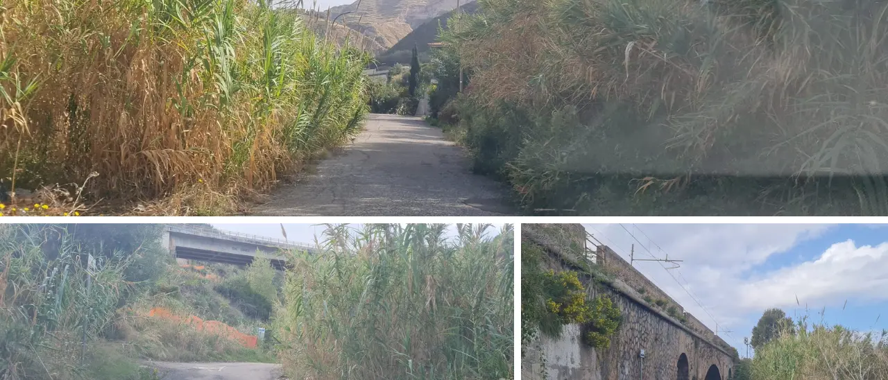 Tropea, contrada Gornella invasa dalle erbacce. Piserà:\u00A0«Le periferie meritano rispetto quanto il centro»