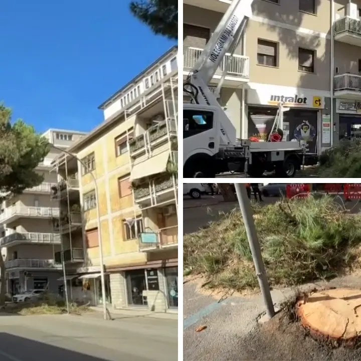 Vibo, abbattuti due pini su via Dante Alighieri: «Erano pericolanti». Italia Nostra\u00A0attacca:\u00A0«Ennesimo scempio ambientale»