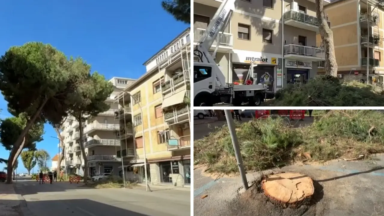 Vibo, abbattuti due pini su via Dante Alighieri: «Erano pericolanti». Italia Nostra\u00A0attacca:\u00A0«Ennesimo scempio ambientale»