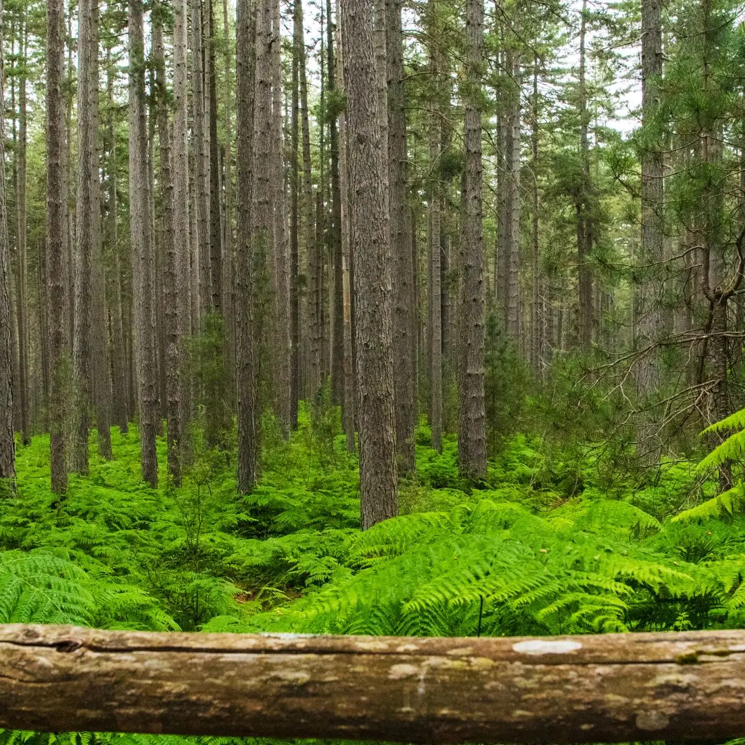 La Calabria nella mappa del tesoro minerario italiano: grafite e risorse strategiche per la transizione green\n