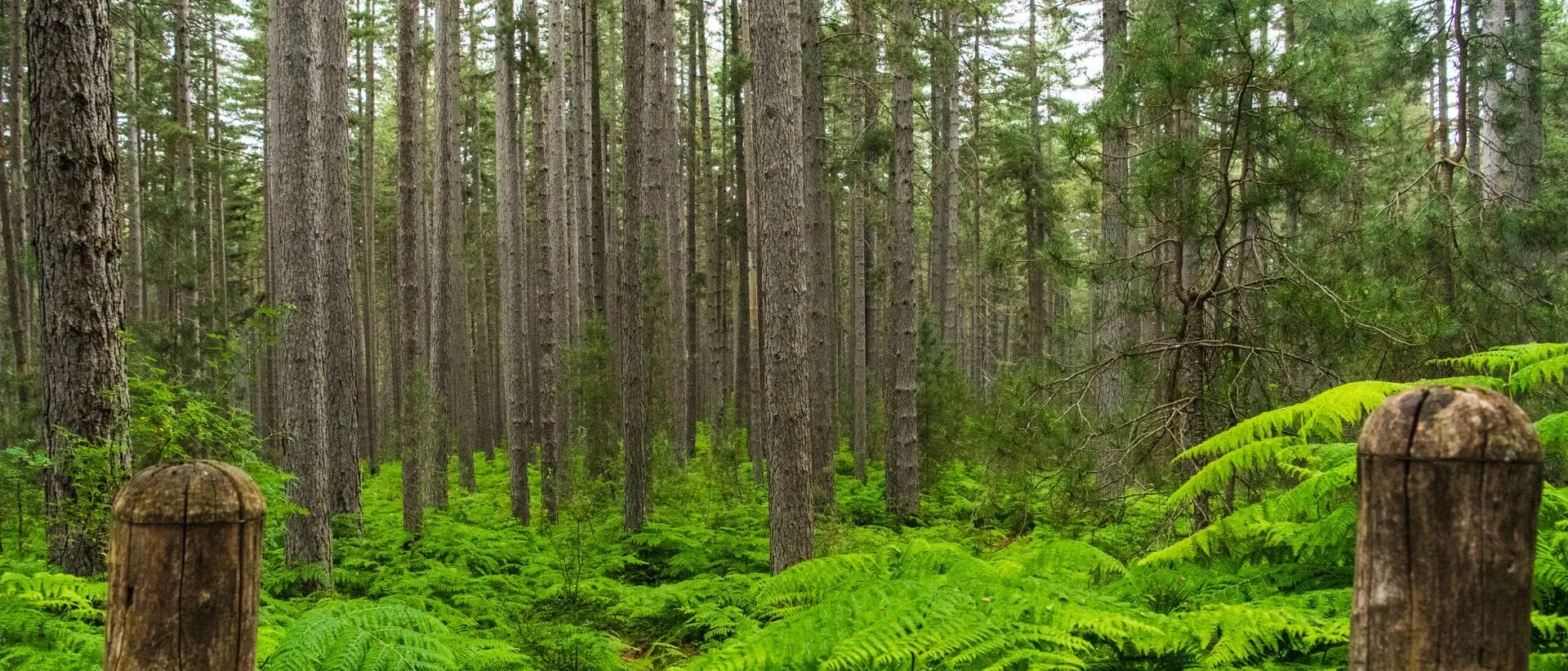 La Calabria nella mappa del tesoro minerario italiano: grafite e risorse strategiche per la transizione green\n