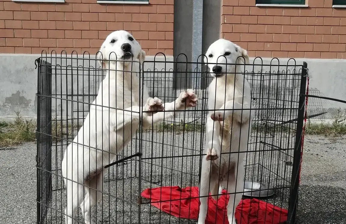 Sentenza “Dog Center”, animalisti sul piede di guerra: «I cani non tornino nelle mani di chi è stato processato per averli maltrattati»