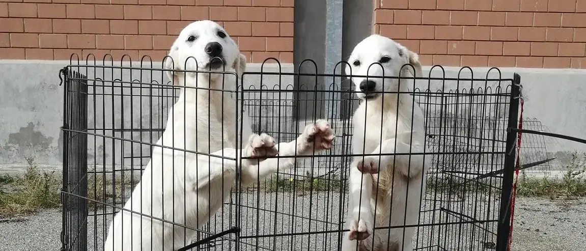 Sentenza “Dog Center”, animalisti sul piede di guerra: «I cani non tornino nelle mani di chi è stato processato per averli maltrattati»