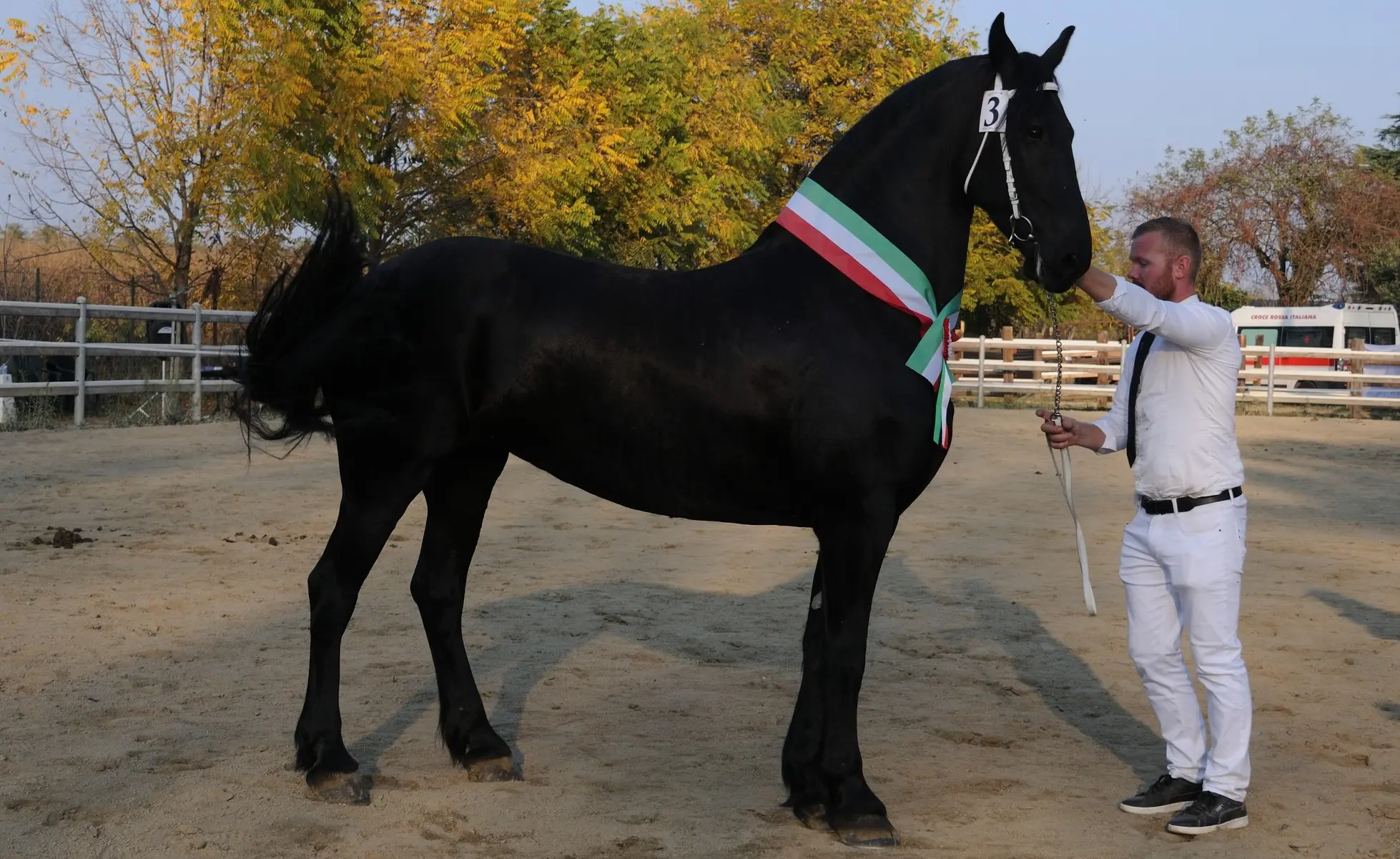 Una giuria olandese incorona una cavalla vibonese alla rassegna nazionale della razza Frisone\n