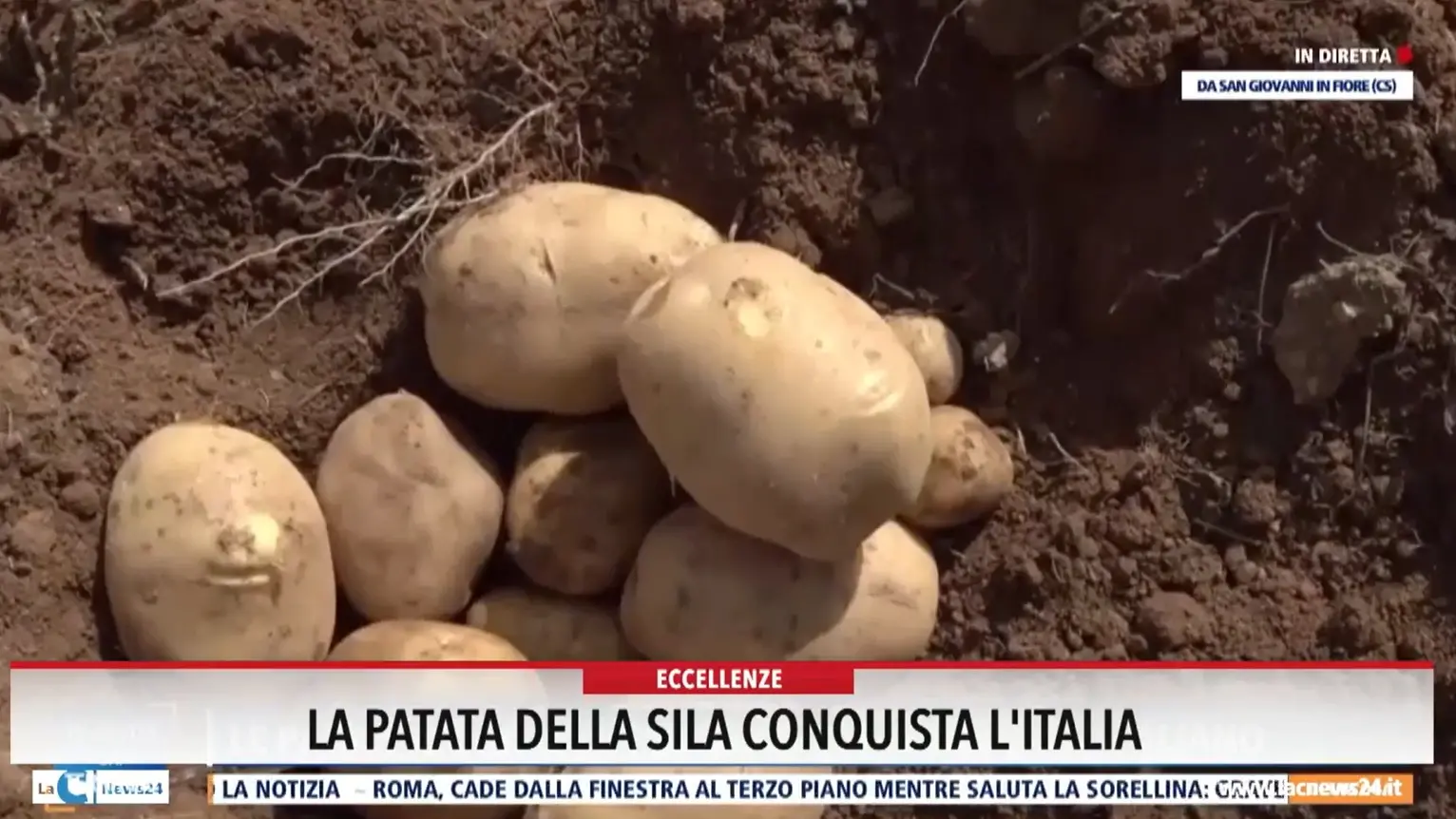 La patata della Sila conquista l'Italia