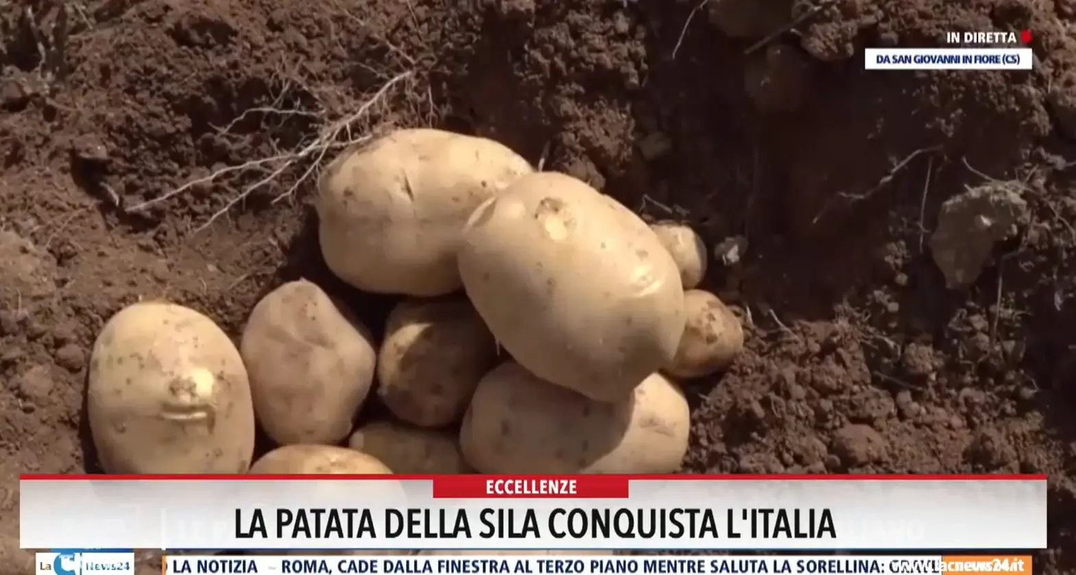 La patata della Sila conquista l'Italia
