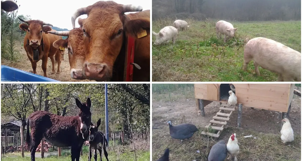 Nasce “Natura Carne”, la nuova filiera corta che valorizza le carni calabresi e il lavoro degli allevatori\n